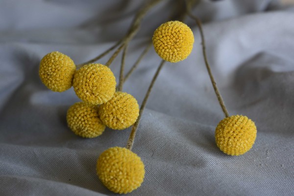 Detailaufnahme Trockenblumen Craspedia in gelb 